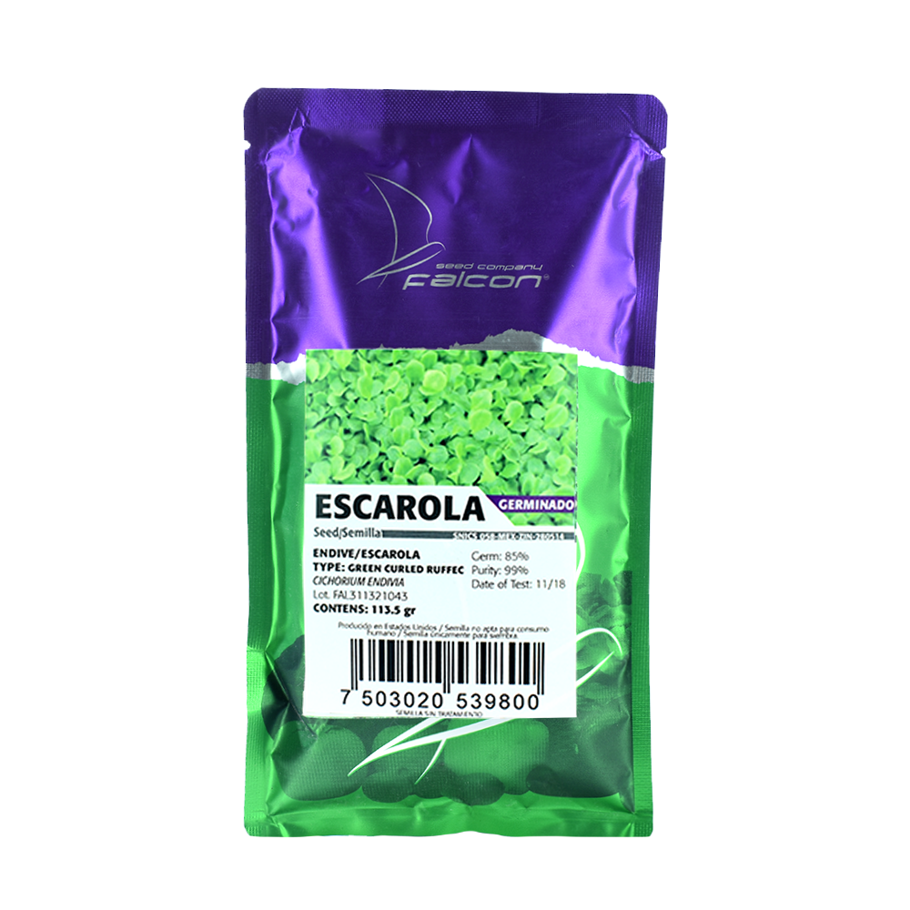 Escarola para Brote